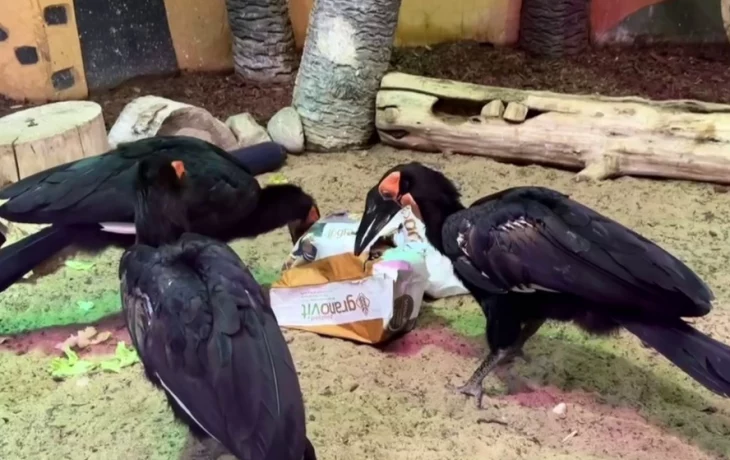 &laquo;Самые деловые птицы&raquo;: Московский зоопарк показал, как работают кафрские вороны