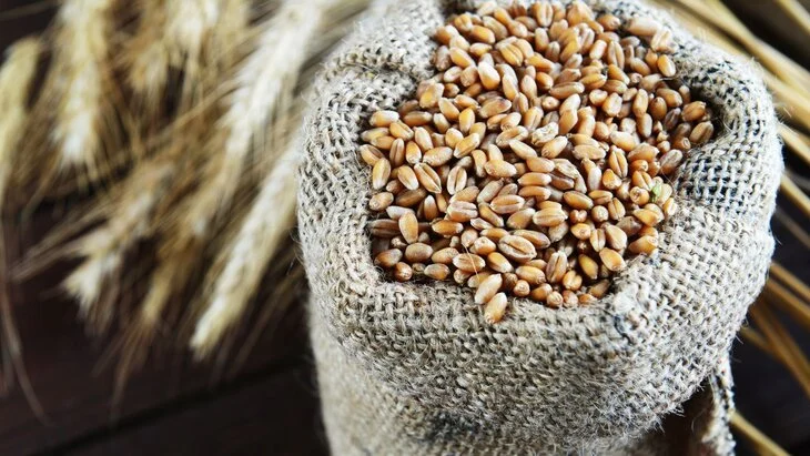 Россия передала Таджикистану 270 тонн пшеницы в качестве гуманитарной помощи