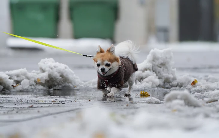 Обращений о собачьем яде на улицах столицы не поступало в веткомитет Москвы