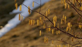 Минздрав: Сезон цветения стартовал в России, в Москве уже зацвели ольха и орешник Минздрав: Сезон цветения стартовал в России, в Москве уже зацвели ольха и орешник