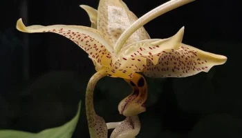 Стангопея глазчатая расцвела в "Аптекарском огороде"