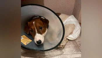 Полиция начала проверку по факту надругательства под псом в Подмосковье