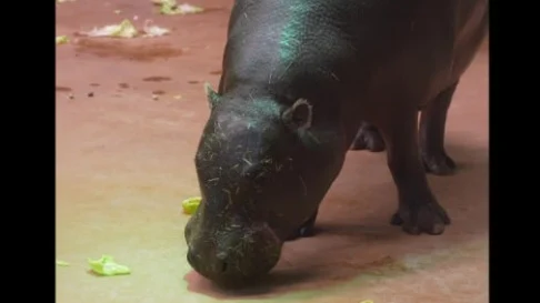 Московский зоопарк показал кадры с карликовым бегемотом Ксюшей Московский зоопарк показал кадры с карликовым бегемотом Ксюшей