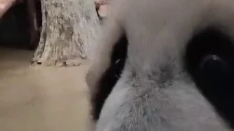 &laquo;Эй! Где вы?&raquo;: Московский зоопарк показал негодующую от отсутствия гостей&nbsp;Катюшу