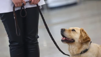 Виджет для владельцев домашних животных стал доступен в личном кабинете на mos.ru