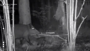 Москвичей предупредили об агрессивных кабанах