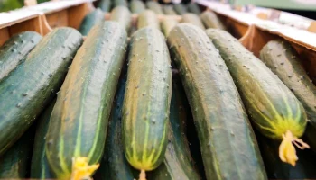 Россия увеличила экспорт огурцов в Польшу до 2,7 млн евро