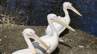 Три розовых пеликана и белоголовый сип прибыли в Московский зоопарк