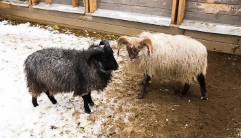 Карликовые барашки Юлик и Чарли появились на &laquo;Городской ферме&raquo; ВДНХ