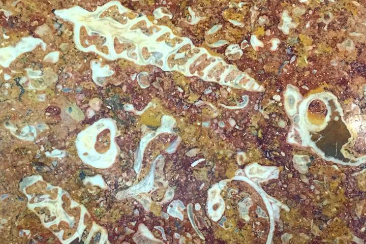 Древние окаменелости на стенах метро. / Фото: mos.ru / Официальный сайт мэра Москвы