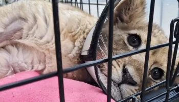 Стало известно о состоянии львят, изъятых у блогера из &laquo;Москвы-Сити&raquo;