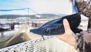 Росрыболовство планирует продлить запрет на коммерческий вылов осетров в Каспии