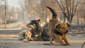 Дело возбуждено после нападения бездомных собак на подростков в Краснодарском крае