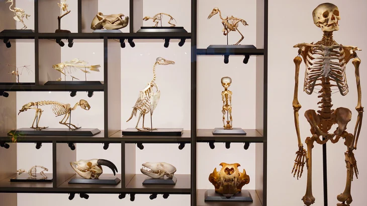 «Мосбилет» приглашает на лекции и экскурсии в Биологический музей «Мосбилет» приглашает на лекции и экскурсии в Биологический музей