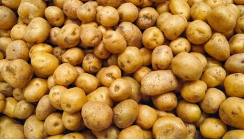 Россия вошла в пятерку крупнейших производителей картофеля в мире