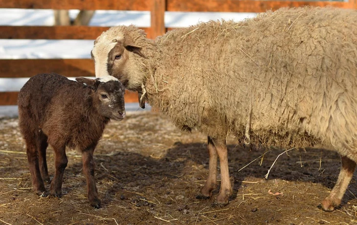 Три ягненка породы уэссан родились в Московском зоопарке Три ягненка породы уэссан родились в Московском зоопарке