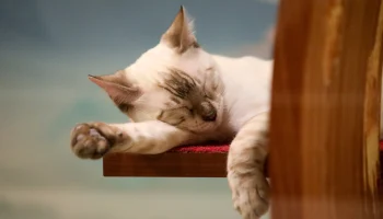 Желающим взять кошку из приюта поможет &laquo;Моспитомец&raquo;