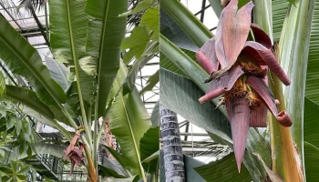 Райский банан расцвел в "Аптекарском огороде"
