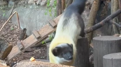 «Зрительная гимнастика»: Московский зоопарк показал активные будни харз «Зрительная гимнастика»: Московский зоопарк показал активные будни харз