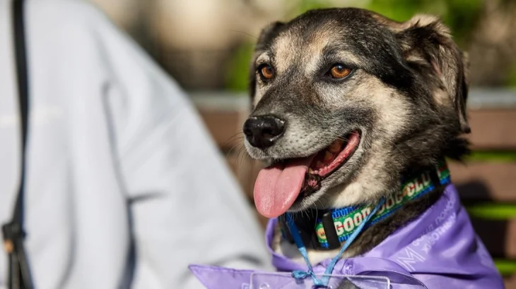 На мероприятии «Моспитомец х Четвероногий друг» подготовили семейную программу На мероприятии «Моспитомец х Четвероногий друг» подготовили семейную программу