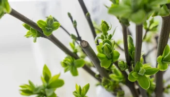 Парк Горького и РУДН запустили проект по сохранению исторических сортов сирени