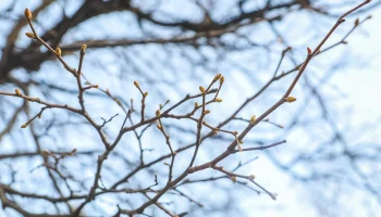 У магнолий в &laquo;Аптекарском огороде&raquo; аномально рано лопнули почки