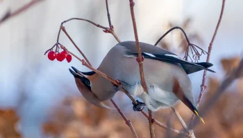 Эксперт Полынова: &laquo;Пьяные&raquo; свиристели могут появиться в Москве в середине марта