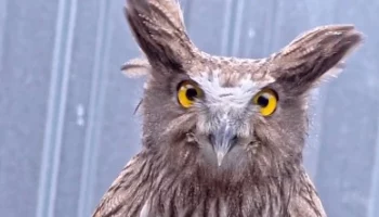&laquo;Немного нахохленный&raquo;: Московский зоопарк показал необычного рыбного филина&nbsp;