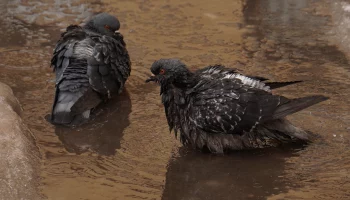 Синоптики пообещали москвичам до плюс 7 градусов 14 марта