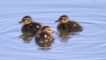 Москвичам объяснили, почему утки стали чаще выходить на тротуары и проезжую часть