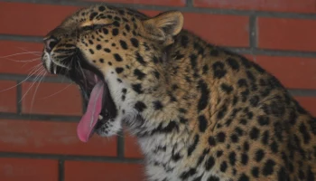 Первый за 60 лет: Московский зоопарк рассказал историю амурского леопарда Николая