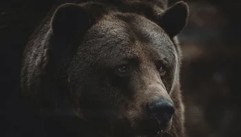 &laquo;Мой арбуз&raquo;: Московский зоопарк показал кадры кормления бурого медведя