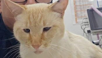 Расстрелянного из ружья кота с более чем 20 ранениями спасли московские ветеринары&nbsp;