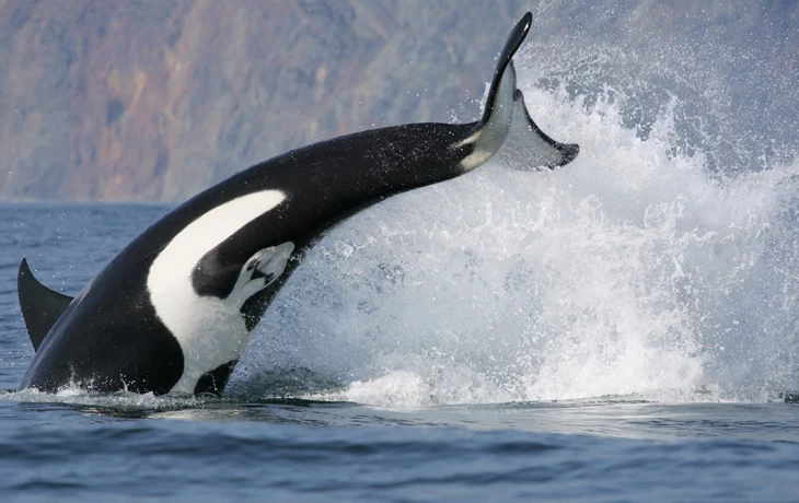 В «Москвариуме» рассказали, как чувствует себя косатка Ная после гибели детеныша В «Москвариуме» рассказали, как чувствует себя косатка Ная после гибели детеныша