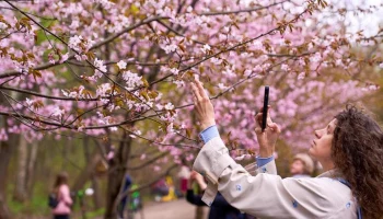 Биолог Филин: сакуру в Москве можно будет увидеть в Ботаническом саду МГУ