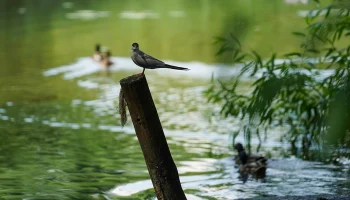 Реабилитацию 13 прудов проведут в Москве