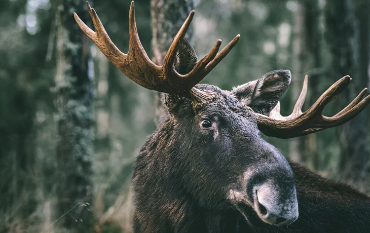 Столичные биологи рассказали, какие животные попадают в объективы фотоловушек Столичные биологи рассказали, какие животные попадают в объективы фотоловушек