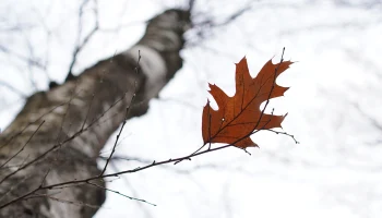 Пропавшую под Красноярском семью Усольцевых могут признать погибшей в марте