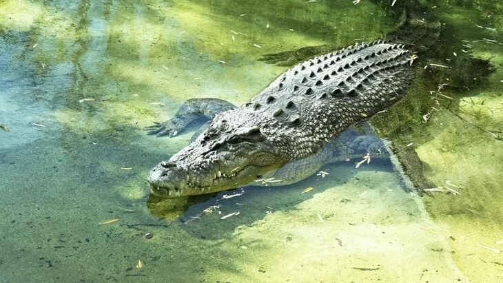 Independent Singapore: малайзиец отбился от крокодила, ткнув ему в глаза Independent Singapore: малайзиец отбился от крокодила, ткнув ему в глаза