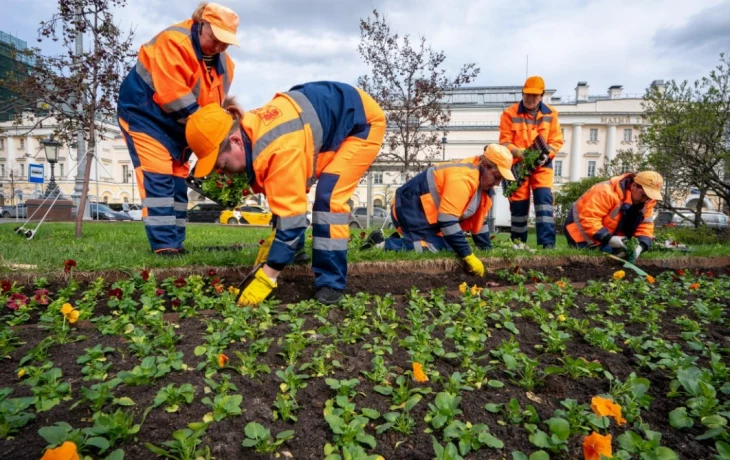 Работы по высадке виолы стартовали в Москве Работы по высадке виолы стартовали в Москве