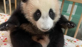 &laquo;Рассказывает страшные истории&raquo;: Московский зоопарк показал загадочную Катюшу