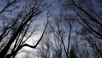 Синоптики спрогнозировали небольшие осадки в Москве 2 марта