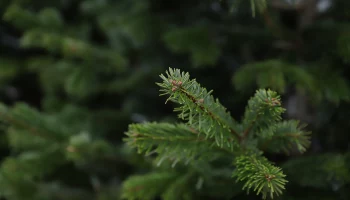 Искусственные ели подорожали с прошлого года на 20 процентов в Москве