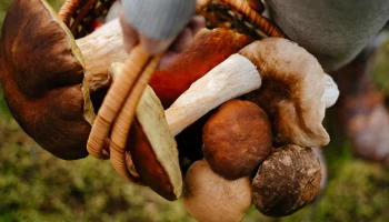 Миколог Стеклов рассказал о начале грибного сезона в Подмосковье