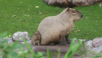 &laquo;Прекрасно уживаются&raquo;: в Московском зоопарке показали дружбу капибары и викуньи