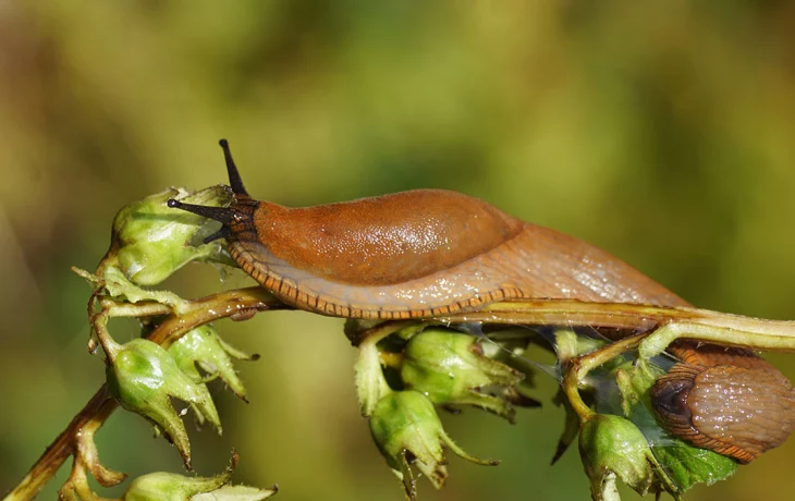 Испанские слизни появились в Подмосковье после прошедшего урагана Испанские слизни появились в Подмосковье после прошедшего урагана