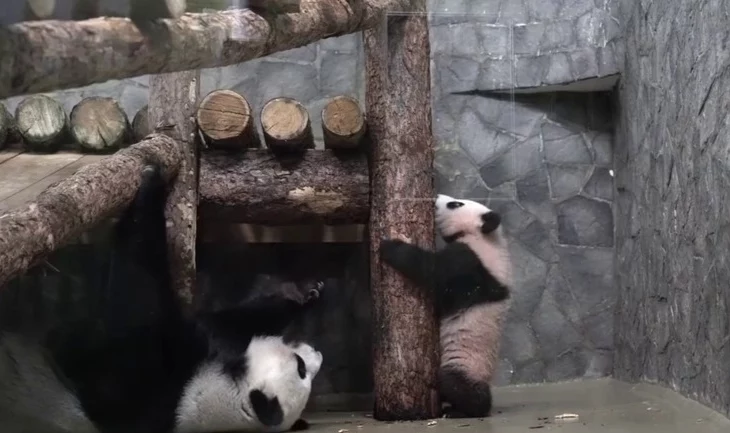 &laquo;Учись, дочка&raquo;: Московский зоопарк показал, как панда Катюша делает маникюр