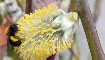 &laquo;Проснулся, милаха&raquo;: Московский зоопарк показал прилетевшего на территорию шмеля