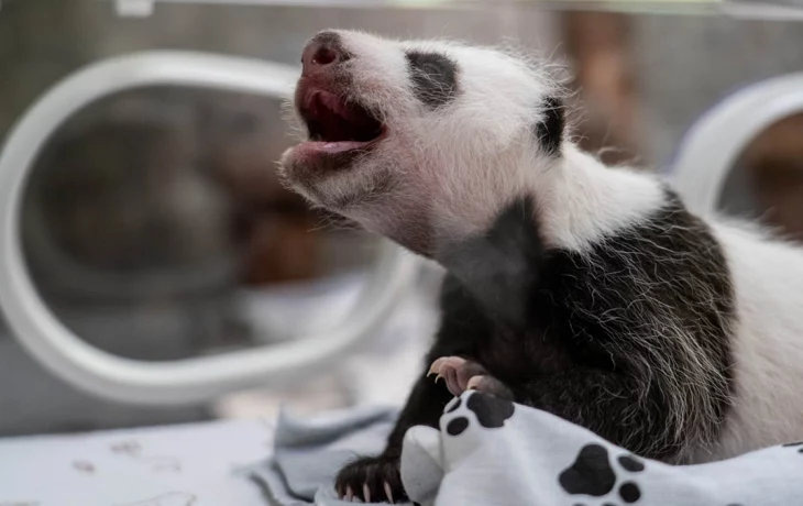 Собянин рассказал о детенышах, родившихся в Московском зоопарке в 2023 году