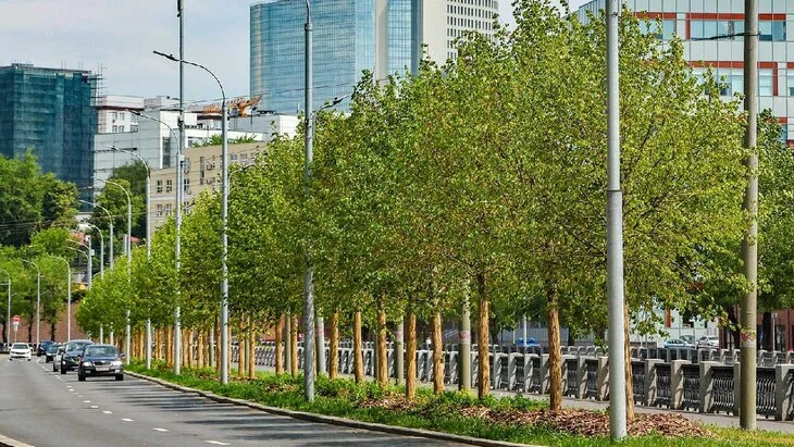 Более 700 деревьев высажены на набережных Яузы в Москве
